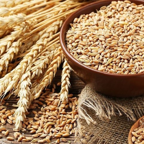Barley