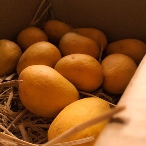 Alphonso Mango