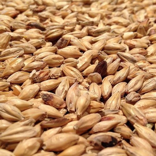 Wheat