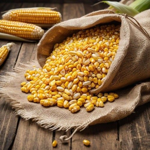 Maize / Corn