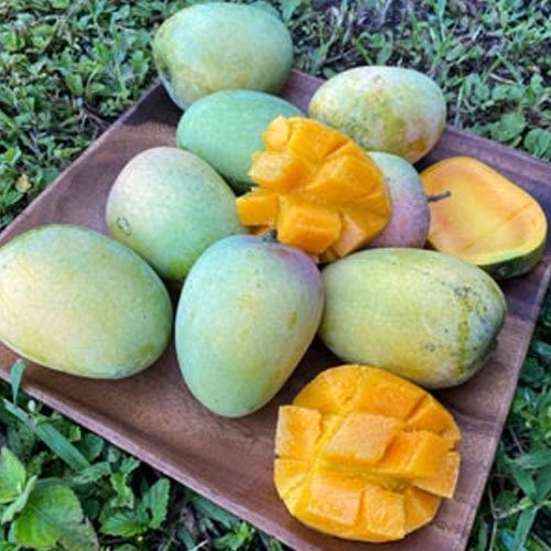 Kesar Mango